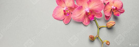 Beautiful orchid flower  : Stock Photo or Stock Video Download rcfotostock photos, images and assets rcfotostock | RC Photo Stock.: