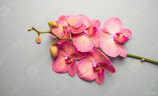 Beautiful Orchid Flowers  : Stock Photo or Stock Video Download rcfotostock photos, images and assets rcfotostock | RC Photo Stock.: