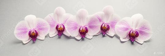 Beautiful Orchid Flowers in a row  : Stock Photo or Stock Video Download rcfotostock photos, images and assets rcfotostock | RC Photo Stock.: