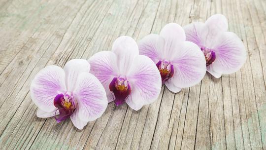 beautiful Phalaenopsis orchid flowers on wooden background  : Stock Photo or Stock Video Download rcfotostock photos, images and assets rcfotostock | RC Photo Stock.: