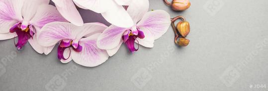 Beautiful pink orchid flower banner with copy space  : Stock Photo or Stock Video Download rcfotostock photos, images and assets rcfotostock | RC Photo Stock.: