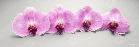 Beautiful pink orchid flower in a row  : Stock Photo or Stock Video Download rcfotostock photos, images and assets rcfotostock | RC Photo Stock.: