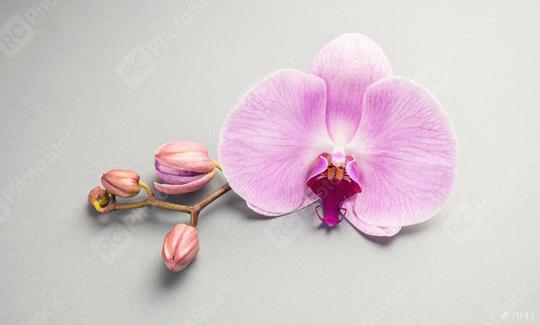 Beautiful pink orchid flower with buds  : Stock Photo or Stock Video Download rcfotostock photos, images and assets rcfotostock | RC Photo Stock.: