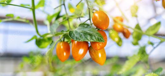 Beautiful red ripe small tomatoes grown in a greenhouse. Delicious red tomatoes hanging on the vine of a tomato plant  : Stock Photo or Stock Video Download rcfotostock photos, images and assets rcfotostock | RC Photo Stock.: