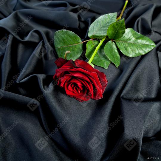 beautiful red rose on a background of black satin  : Stock Photo or Stock Video Download rcfotostock photos, images and assets rcfotostock | RC Photo Stock.: