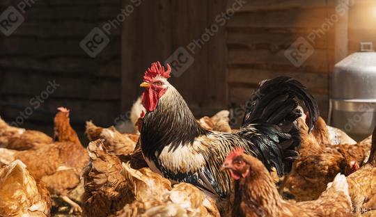 Beautiful Rooster standing in a group of chickens at a bio farm. Hens in hen house. Chicken in hen house. Chickens in farm in germany  : Stock Photo or Stock Video Download rcfotostock photos, images and assets rcfotostock | RC Photo Stock.:
