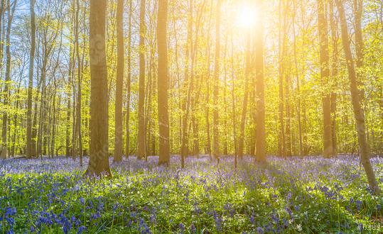 Beautiful sunset behind trees with bluebells  : Stock Photo or Stock Video Download rcfotostock photos, images and assets rcfotostock | RC Photo Stock.: