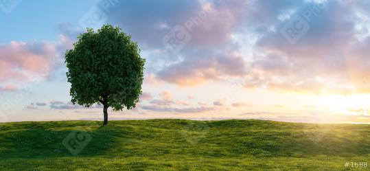 Beautiful sunset landscape with lone tree stands in a green field, copy space for individual text  : Stock Photo or Stock Video Download rcfotostock photos, images and assets rcfotostock | RC Photo Stock.: