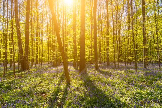 Beautiful sunset light behind beech trees with bluebells  : Stock Photo or Stock Video Download rcfotostock photos, images and assets rcfotostock | RC Photo Stock.: