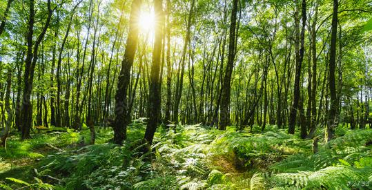 beech forest with sunlight Shining through Natural Forest of Beech Trees  : Stock Photo or Stock Video Download rcfotostock photos, images and assets rcfotostock | RC Photo Stock.: