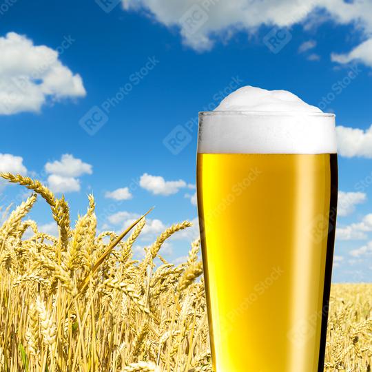 Beer glass in a cornfield  : Stock Photo or Stock Video Download rcfotostock photos, images and assets rcfotostock | RC Photo Stock.: