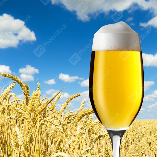 Beer tulip in a wheat field  : Stock Photo or Stock Video Download rcfotostock photos, images and assets rcfotostock | RC Photo Stock.:
