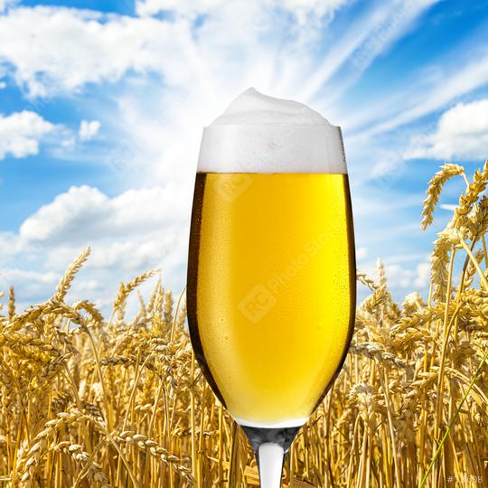 Beer tulip with dew in a cornfield  : Stock Photo or Stock Video Download rcfotostock photos, images and assets rcfotostock | RC Photo Stock.: