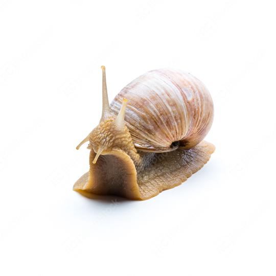 bewildered snail   : Stock Photo or Stock Video Download rcfotostock photos, images and assets rcfotostock | RC Photo Stock.: