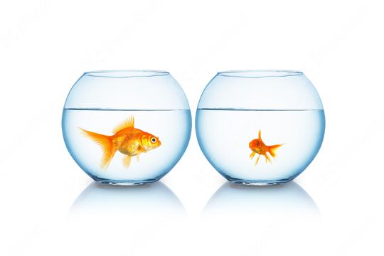 big and small goldfish in a fishbowl  : Stock Photo or Stock Video Download rcfotostock photos, images and assets rcfotostock | RC-Photo-Stock.: