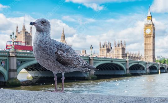 Big Ben, Westminster Bridge with gull on River Thames in London, the UK.  : Stock Photo or Stock Video Download rcfotostock photos, images and assets rcfotostock | RC-Photo-Stock.: