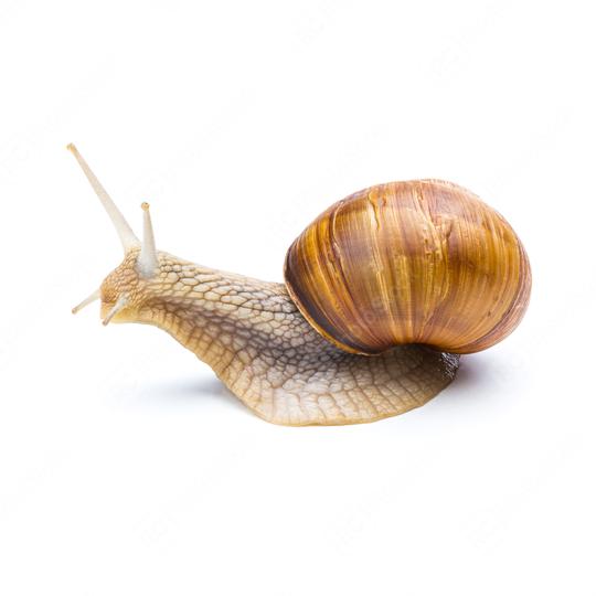 big brown snail  : Stock Photo or Stock Video Download rcfotostock photos, images and assets rcfotostock | RC Photo Stock.: