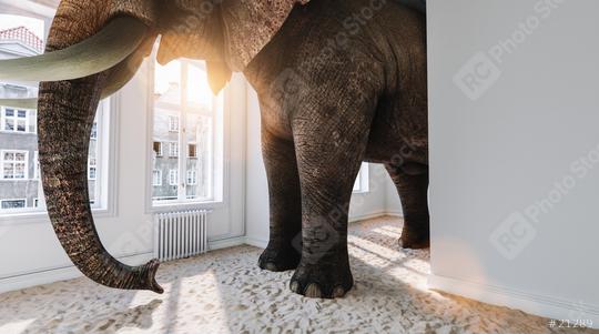 Big elephant in the small room with sand ground as a funny space problem concept image  : Stock Photo or Stock Video Download rcfotostock photos, images and assets rcfotostock | RC Photo Stock.: