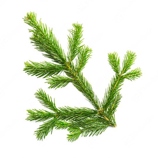 Big fir branche  : Stock Photo or Stock Video Download rcfotostock photos, images and assets rcfotostock | RC Photo Stock.: