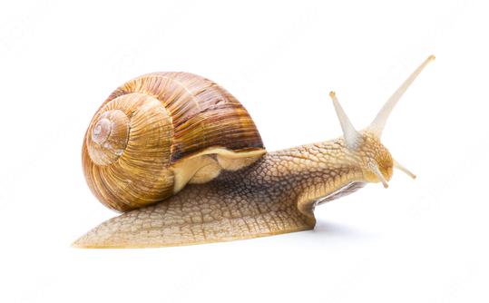 big snail on white  : Stock Photo or Stock Video Download rcfotostock photos, images and assets rcfotostock | RC Photo Stock.: