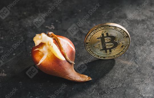 Bitcoin bubble cryptocurrency with Tulip bulbs - Tulip mania market crash  : Stock Photo or Stock Video Download rcfotostock photos, images and assets rcfotostock | RC Photo Stock.: