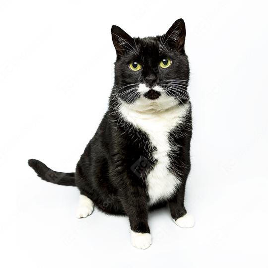 black cat sitting and looking arrount domestic animal on white background  : Stock Photo or Stock Video Download rcfotostock photos, images and assets rcfotostock | RC Photo Stock.: