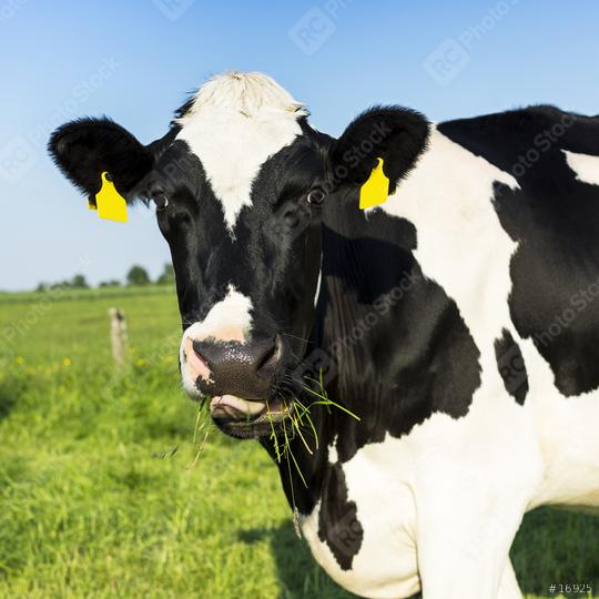 Black cow on meadow agriculture landscape  : Stock Photo or Stock Video Download rcfotostock photos, images and assets rcfotostock | RC Photo Stock.: