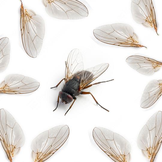Black housefly art on white background  : Stock Photo or Stock Video Download rcfotostock photos, images and assets rcfotostock | RC Photo Stock.: