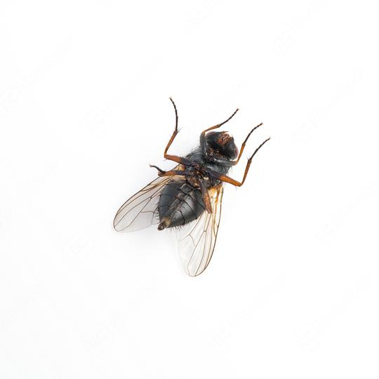 Black housefly on her back on white background  : Stock Photo or Stock Video Download rcfotostock photos, images and assets rcfotostock | RC Photo Stock.: