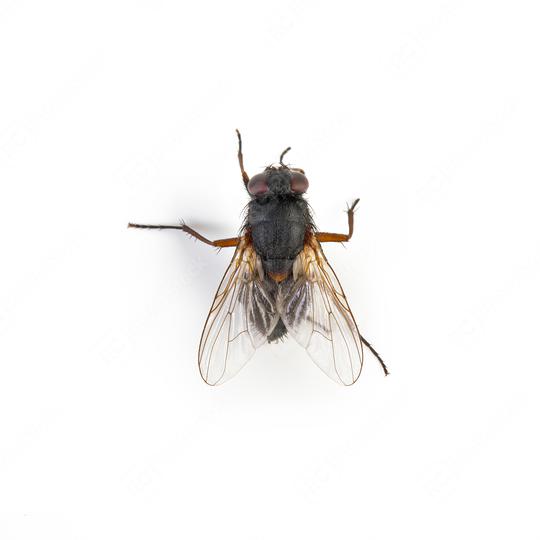 Black housefly on white background  : Stock Photo or Stock Video Download rcfotostock photos, images and assets rcfotostock | RC Photo Stock.: