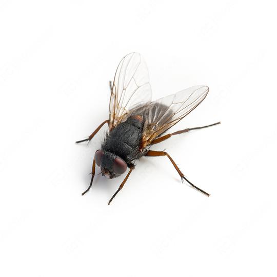 Black housefly on white background  : Stock Photo or Stock Video Download rcfotostock photos, images and assets rcfotostock | RC Photo Stock.: