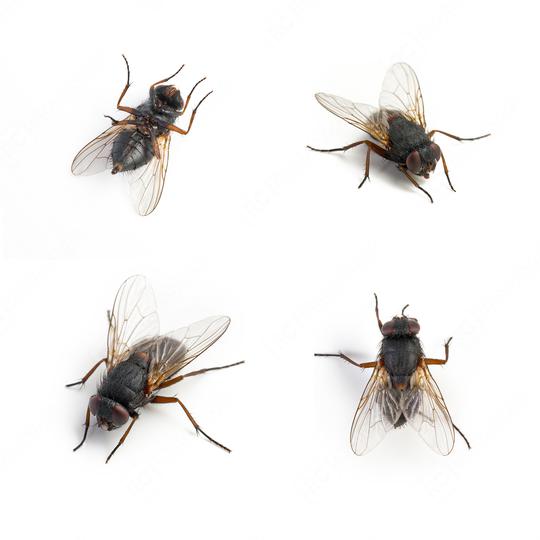 Black housefly set on white background  : Stock Photo or Stock Video Download rcfotostock photos, images and assets rcfotostock | RC Photo Stock.: