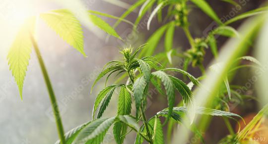 Blooming Marijuana plant with early white Flowers, cannabis sativa leaves, marihuana background  : Stock Photo or Stock Video Download rcfotostock photos, images and assets rcfotostock | RC Photo Stock.: