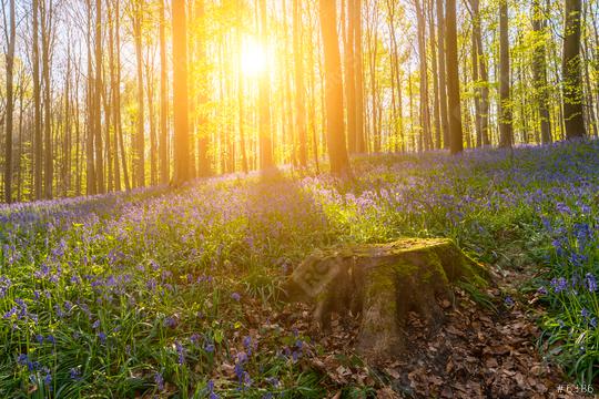 bluebell spring wild flowers as a violet blue carpet on the beech forest hallerbos  : Stock Photo or Stock Video Download rcfotostock photos, images and assets rcfotostock | RC Photo Stock.: