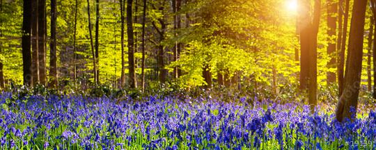 bluebells  : Stock Photo or Stock Video Download rcfotostock photos, images and assets rcfotostock | RC Photo Stock.: