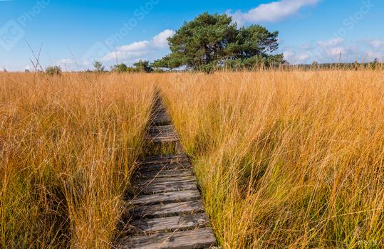 boardwalk to a bog pine at the High Fens a bog landscape at autumn, Belgium, Hohes Venn  : Stock Photo or Stock Video Download rcfotostock photos, images and assets rcfotostock | RC Photo Stock.: