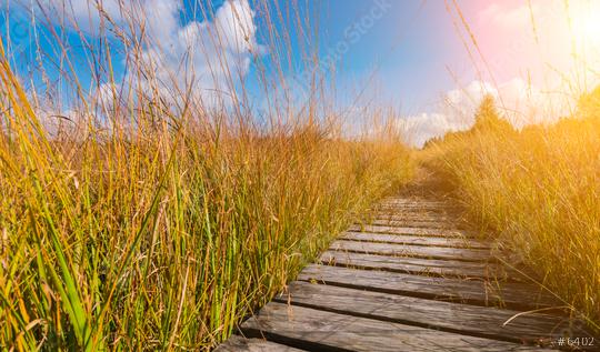boardwalk to the High Fens moor at autumn, Belgium, Hohes Venn  : Stock Photo or Stock Video Download rcfotostock photos, images and assets rcfotostock | RC Photo Stock.: