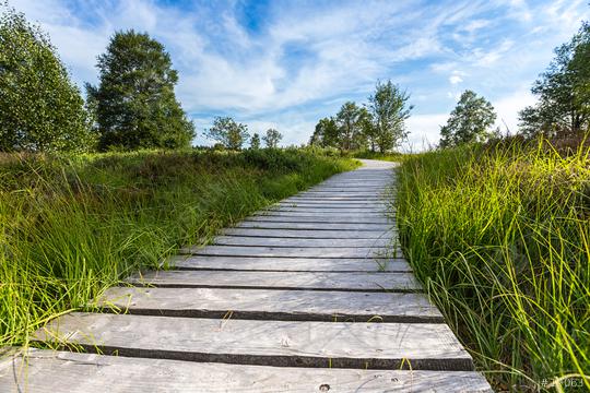boardwalk with trees in bog veen landscape with cloud sky  : Stock Photo or Stock Video Download rcfotostock photos, images and assets rcfotostock | RC Photo Stock.: