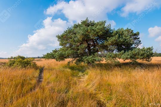 bog pine at the High Fens moor at autumn, Belgium, Hohes Venn  : Stock Photo or Stock Video Download rcfotostock photos, images and assets rcfotostock | RC Photo Stock.: