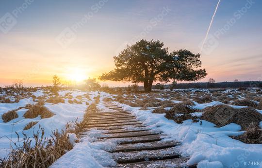 bog pine with wooden path in to the high venns at winter on sunset  : Stock Photo or Stock Video Download rcfotostock photos, images and assets rcfotostock | RC Photo Stock.: