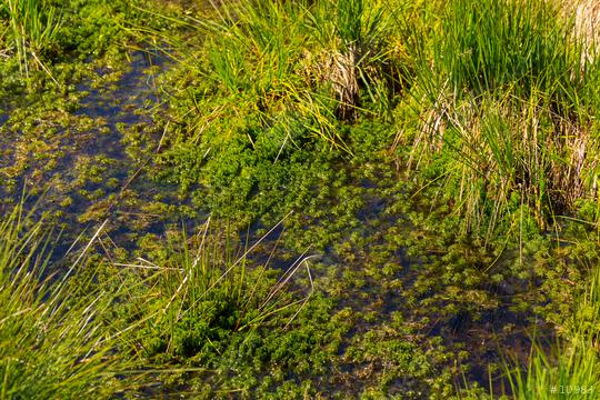 bog plants at the Hautes Fagnes  : Stock Photo or Stock Video Download rcfotostock photos, images and assets rcfotostock | RC Photo Stock.: