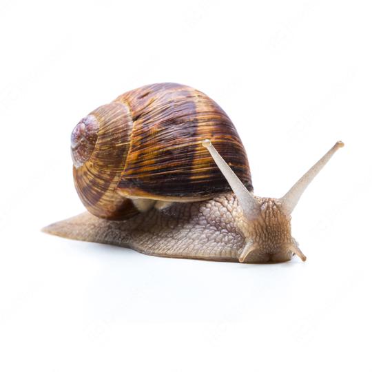 bored snail  : Stock Photo or Stock Video Download rcfotostock photos, images and assets rcfotostock | RC Photo Stock.:
