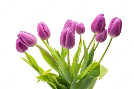 bouquet of purple tulip flowers  : Stock Photo or Stock Video Download rcfotostock photos, images and assets rcfotostock | RC Photo Stock.: