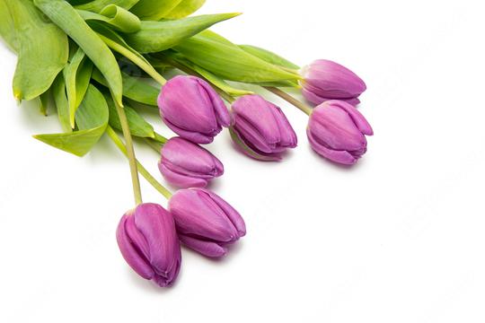bouquet of purple tulips  : Stock Photo or Stock Video Download rcfotostock photos, images and assets rcfotostock | RC Photo Stock.: