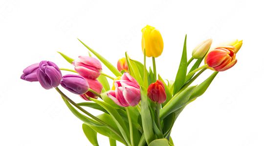 Bouquet of tulip flowers  : Stock Photo or Stock Video Download rcfotostock photos, images and assets rcfotostock | RC Photo Stock.: