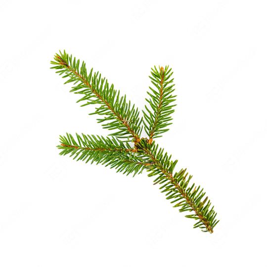 Branch of fir tree on white background  : Stock Photo or Stock Video Download rcfotostock photos, images and assets rcfotostock | RC Photo Stock.: