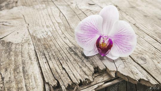 branch of orchids on wooden background  : Stock Photo or Stock Video Download rcfotostock photos, images and assets rcfotostock | RC Photo Stock.: