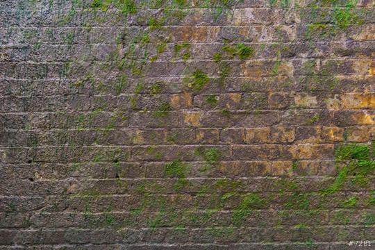 Brick wall with moss growing out of it  : Stock Photo or Stock Video Download rcfotostock photos, images and assets rcfotostock | RC Photo Stock.: