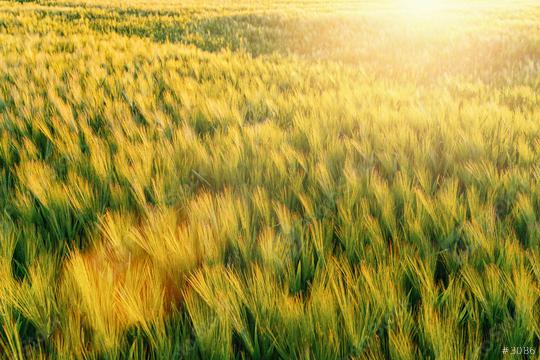 Bright sunset over wheat field  : Stock Photo or Stock Video Download rcfotostock photos, images and assets rcfotostock | RC Photo Stock.: