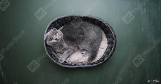 British Shorthair cat lies in a basket on blackboard background in a new apartment. Fluffy pet is doing sleep  : Stock Photo or Stock Video Download rcfotostock photos, images and assets rcfotostock | RC Photo Stock.: